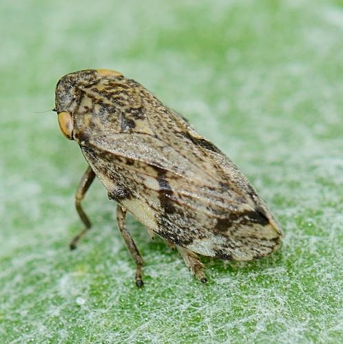 Réf. 256 812 : Philaenus spumarius